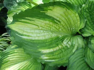 Amalia Hosta