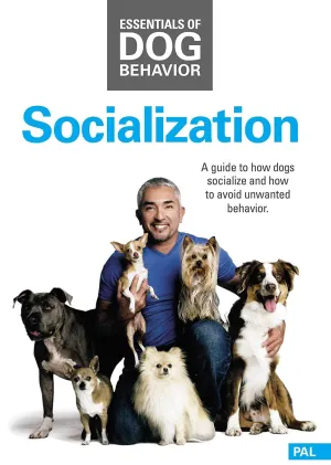 Cesar Millan Socialization™ DVD