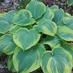 Earth Angel Hosta