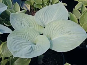 Essence of Summer Hosta