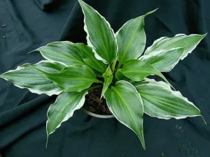 Frosted Raspberry Hosta