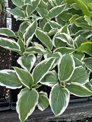 Marshmallow Clouds Hosta