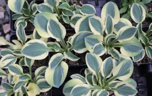 Mouse Madness Hosta