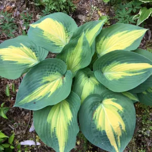 Smash Hit Hosta