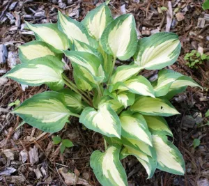 Xanadu Hosta